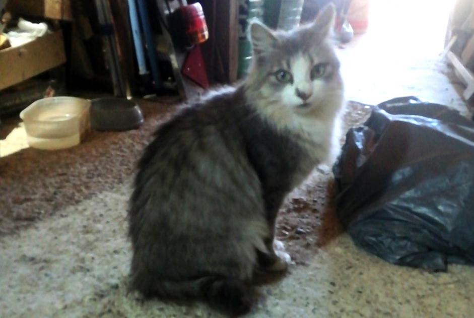 Discovery alert Cat miscegenation  Female , 2 years Mirepoix France