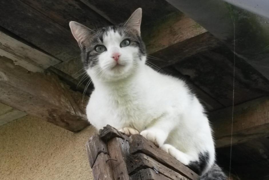 Alerte Disparition Chat Mâle , 11 ans Samatan France