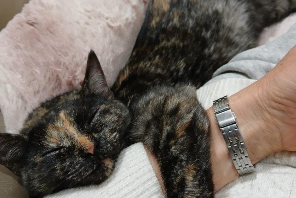 Avviso scomparsa Gatto incrocio di razze  Femmina , 1 anni Gondrin Francia